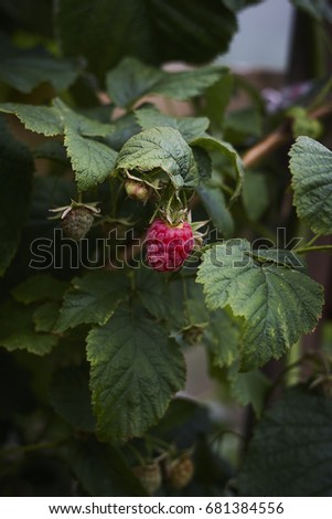 red and green Rubus raspberry on green raspberrycane close up