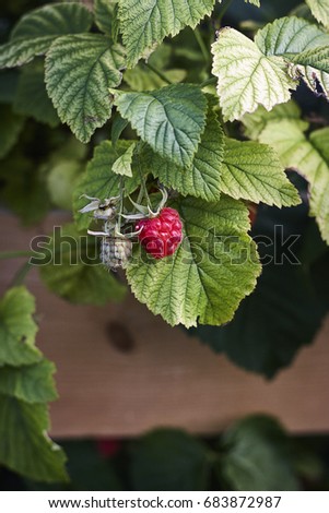 red and green Rubus raspberry on green raspberrycane close up