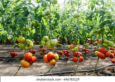 Red and green selected tomatoes in a greenhouse