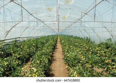 Red and green selected tomatoes in a greenhouse