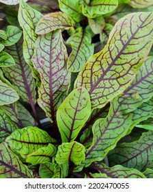 Red And Green Sorrel Leaves