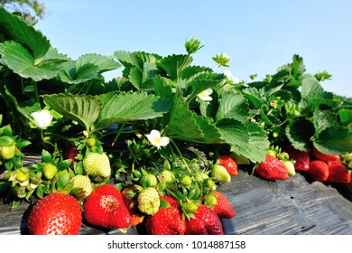 red and green strawberries in growth at garden