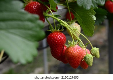 Red And Green Strawberries On The Branches. Eco Farm. Selective Focus. Strawberry In Greenhouse With High Technology Farming In UK. Agricultural Greenhouse With Hydroponic Shelving System.