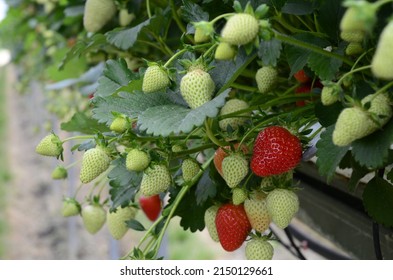 Red And Green Strawberries On The Branches. Eco Farm. Selective Focus. Strawberry In Greenhouse With High Technology Farming In UK. Agricultural Greenhouse With Hydroponic Shelving System.