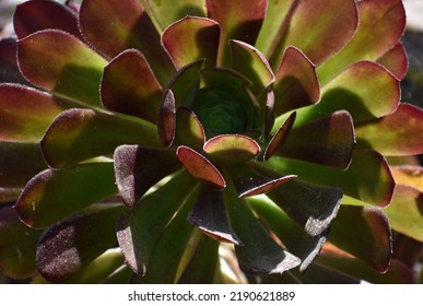 Red And Green Succulent Close Up In Sun