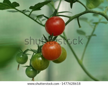 Tomate gesund Gewächshaus