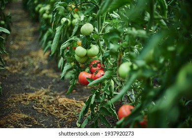 Red and green tomatoes on bushes in a greenhouse. Horizontal view, shallow depth of field
