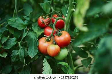 Red and green tomatoes on bushes in a greenhouse. Horizontal view, shallow depth of field