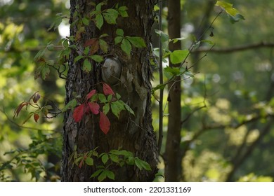 Red And Green Vines Crawling Up A Tree