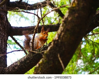 Red Grey Squirrel Nibbles On Walnut Sitting On Tree Branch