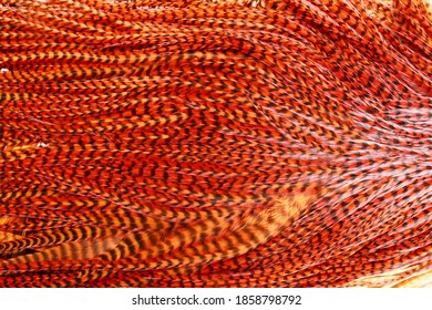 Red Grizzly Hackle Feathers Isolated