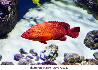 The Red Grouper, Or American Black Or Red Merow Epinephelus Morio Is A Species Of Ray-finned Fish From The Rock Bass Family Serranidae. High Quality Photo