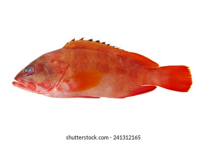 7,920 Red grouper fish Images, Stock Photos & Vectors | Shutterstock