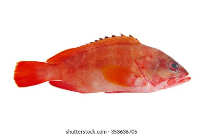 336 Red Mouth Grouper Images, Stock Photos & Vectors | Shutterstock