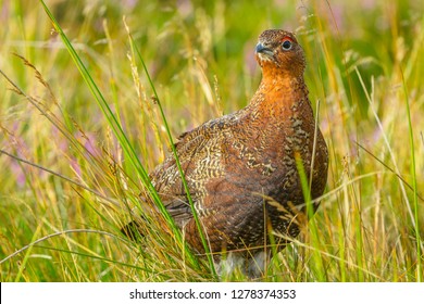 Red Grouse, a game bird, standing in natural habitat of reeds, grasses and heather on Grouse Moor.  Single male or cock bird with red eyebrow. Scientific name: Lagopus lagopus.  Horizontal. Landscape.