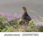 Red grouse, Lagopus lagopus scotica, single bird in flowering heather, Yorkshire, August 2024
