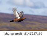 Red grouse, Lagopus lagopus, single male in flight, Yorkshire, March 2022