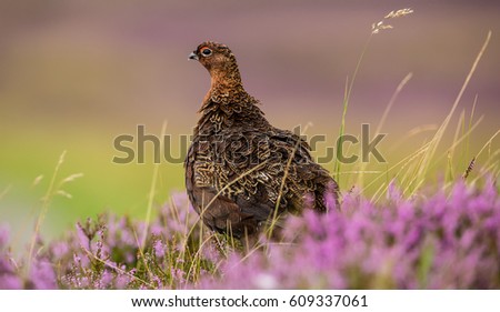 Red Grouse, male, cock bird on Grouse Moor, UK, Great Britain, stood in natural habitat of colourful purple heather, reeds and grasses.  Facing left.  Feathers ruffled. Blurred background. Landscape. 