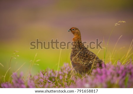 Red Grouse male, cock bird, stood in natural habitat on Grouse Moor, UK, Great Britain with deep purple heather grasses and reeds.  Blurred background.  Facing left.  Landscape.