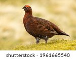 Red Grouse male, Scientific name; Lagopus Lagopus.  Close up of a Red Grouse male in Springtime, facing left, in natural moorland habitat with grasses and green moss. Clean background. Space for copy.