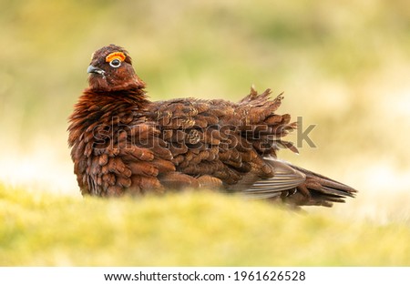 Red Grouse male, Scientific  name: Lagopus Lagopus.  Close up of a Red Grouse male with red eyebrow and ruffled feathers, facing left with blurred, clean background.  Springtime.   Space for copy.