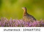 Red Grouse, Scientific name: Lagopus lagopus. Male or Cock bird, facing left in purple heather on a grouse moor in Yorkshire, England.  Space for copy.  Horizontal.