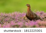 Red Grouse (Scientific name: Lagopus Lagopus Scotica) Close up of a male Red Grouse with red eyebrow, facing left in blooming purple heather.  Clean, green background.  Horizontal. Space for copy.