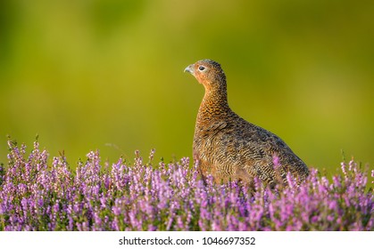 Red Grouse, Scientific name: Lagopus lagopus. Male or Cock bird, facing left in purple heather on a grouse moor in Yorkshire, England.  Space for copy.  Horizontal.