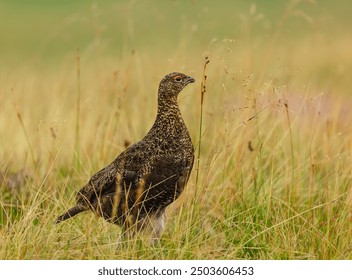 Red Grouse, Scientific name: Lagopus Lagopus. Close up of a male Red Grouse in Summer, facing right on managed grouse moorland,  foraging for grass seed heads.  Horizontal. Space for copy. - Powered by Shutterstock