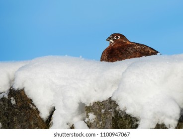 Red Grouse In Snow On A Wall On Plenmeller Common, North Pennines AONB, Northumberland, England.