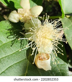 Red Guava Flower Has Bloomed