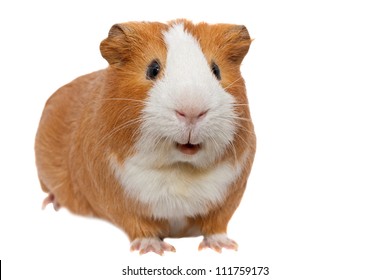 Red Guinea Pig