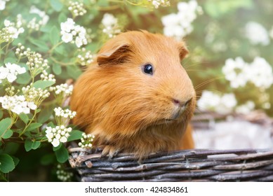 red guinea pig close up portrait