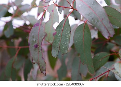 Red Gum Eucalyptus Leaves Close Up.