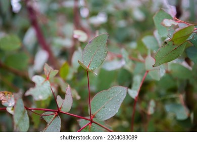 Red Gum Eucalyptus Leaves Close Up.