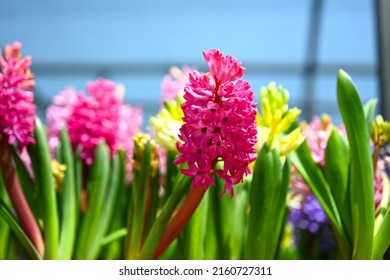 Red Gynura Aurantiaca, Called Purple Passion Or Velvet Plant, Is A Species Of Flowering Plant In The Daisy Family Asteraceae.