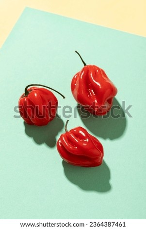 Red habanero peppers on a blue background. Top view, close-up.