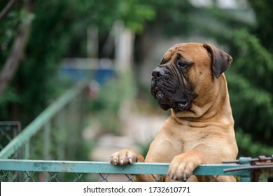 A Red Hair Dog Bullmastiff In The Garden