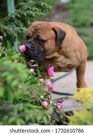 A Red Hair Dog Bullmastiff In The Garden