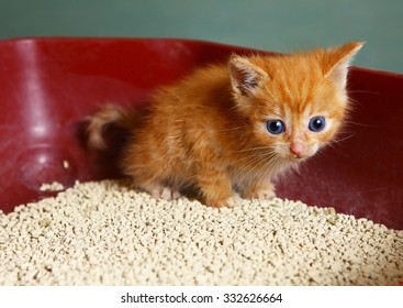 Red Hair One Month Old Little Kitten  In Litter Box Tray