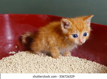 Red Hair One Month Old Little Kitten  In Litter Box Tray