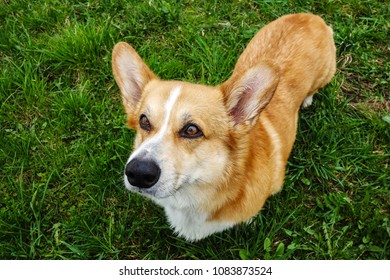 Red Hair Welsh Corgi Pembroke Summer Stock Photo 1083873524 | Shutterstock