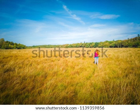 A red hair young woman walks in the meadow of a forest in Winter next to a family of deers who live in an open air public animal park, Dyrehaven, in Esbjerg, Jutland, Denmark, Scandinavia, Europe. 
