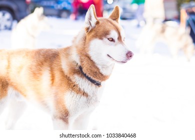 Red Haired Husky Images Stock Photos Vectors Shutterstock