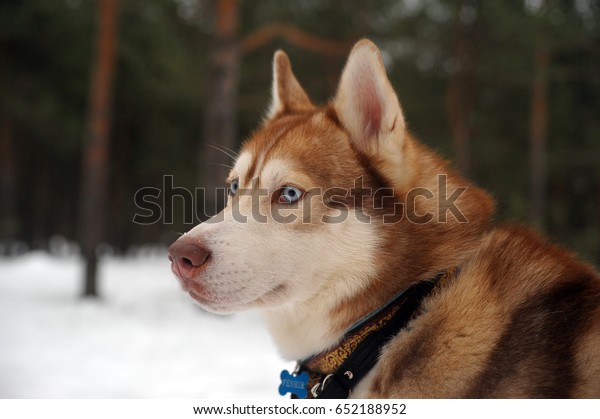 Red Haired Husky Winter Stock Photo Edit Now 652188952