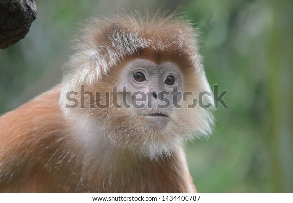Red Haired Monkey Funny Face Stock Photo Edit Now 1434400787