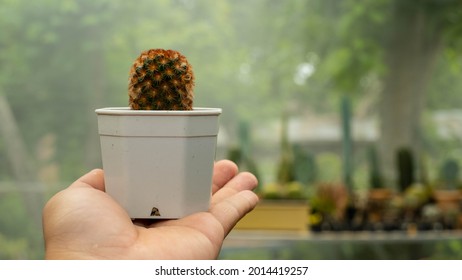 Red Hairy Cactus On Palm