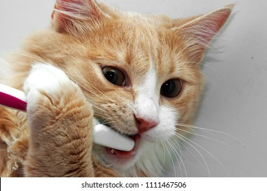 Red Hairy Cat And Toothbrush In The Bath