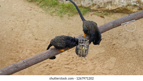 Red Handed Tamarin