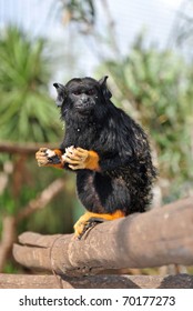 Red Handed Tamarin